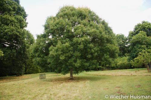 Quercus petraea 'Longifolia' Hillier 1
