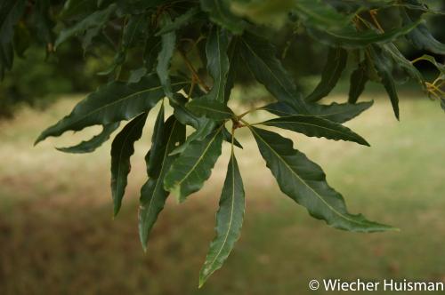 Quercus petraea 'Longifolia' Hillier