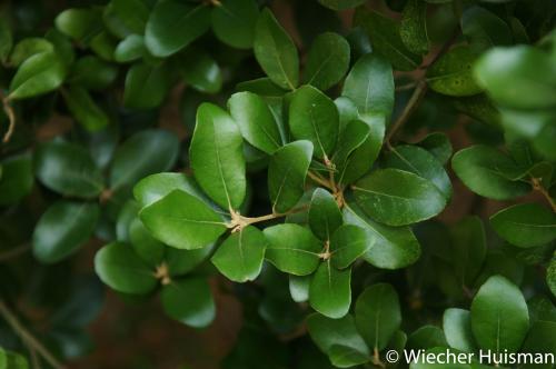 Quercus phillyreoides