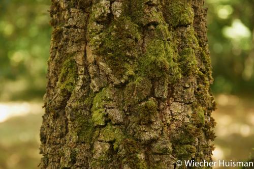 Quercus pubescens Silkwood