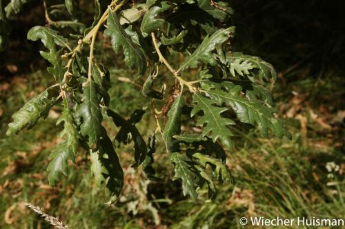 Quercus pyrenaica 'Pendula' Hillier