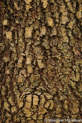 Quercus rhysophylla Hillier