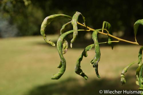 Quercus robur 'Cucullata Hillier
