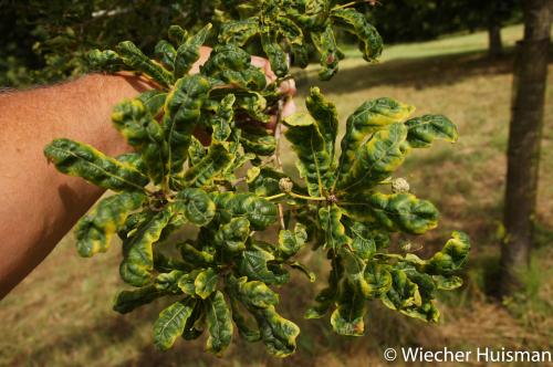 Quercus robur 'Scolopendrifolia' Hillier