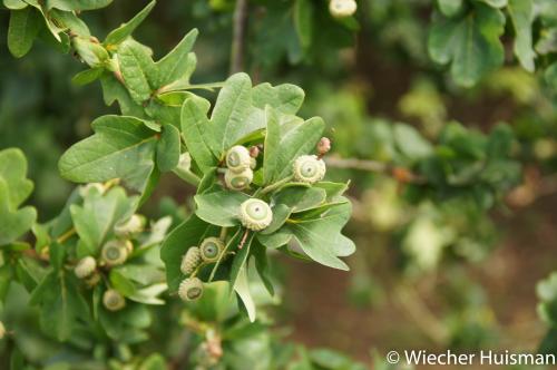 Quercus robur cristata group