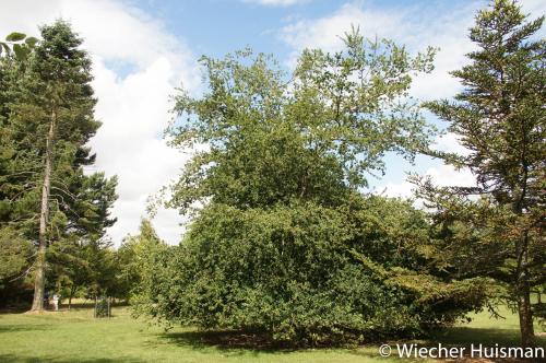 Quercus robur cristatum group