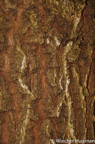 Quercus robur x vilmoriana Hillier