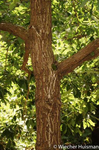 Quercus robur x vilmoriniana Hillier