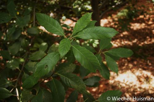 Quercus schottkyana Hillier