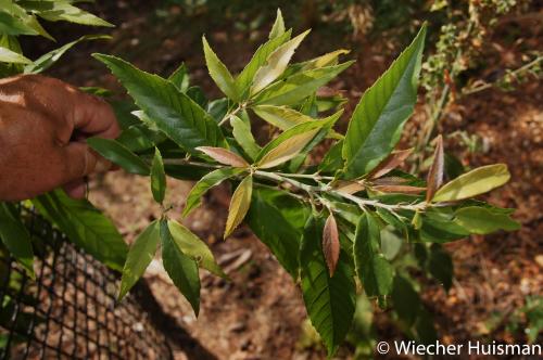 Quercus stenophylloides Hillier