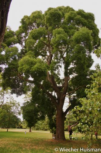 Styphnolobium japonicum Kew 1