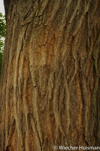 Styphnolobium japonicum Kew 2