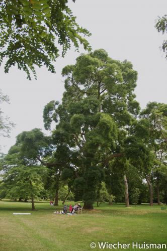 Styphnolobium japonicum Kew