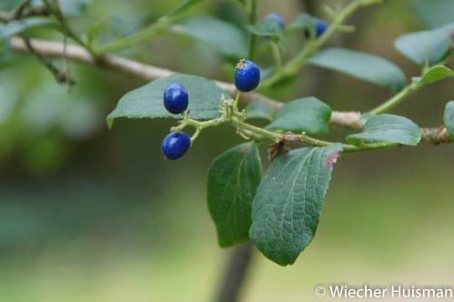 Symplocos paniculata, Gimborn