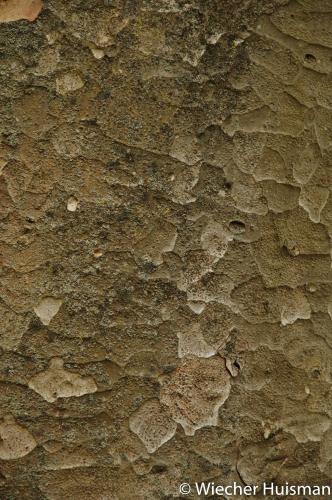 Tetracentron sinense Edinburgh 1