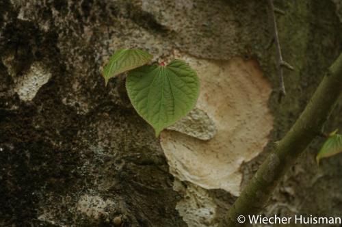 Tetracentron sinense Edinburgh