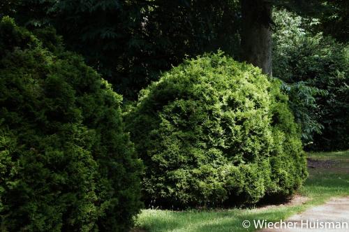 Thuja plicata 'Hillieri' Westonbirt