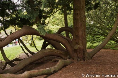 Thuja plicata Poort Bulten