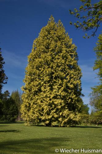 Thuja plicata 'Zebrina Extra Gold' 1
