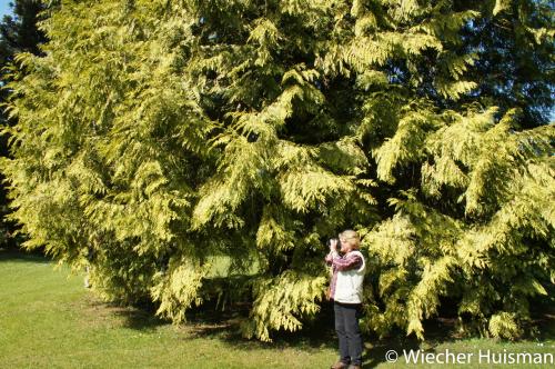 Thuja plicata 'Zebrina Extra Gold'
