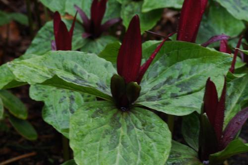 Trillium chloropetalum - Wiecher Huisman