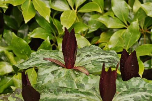Trillium chloropetalum - Wiecher Huisman