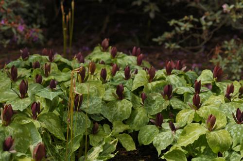 Trillium cuneatum - Wiecher Huisman