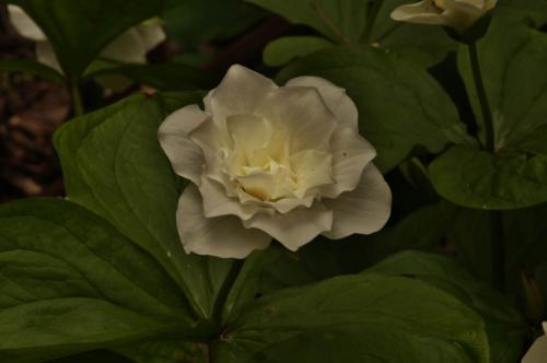 Trillium grandiflorum Florum Plenum - Wiecher Huisman