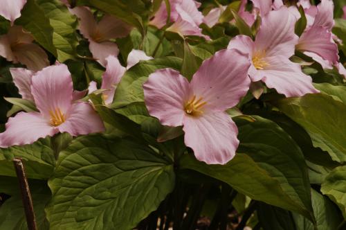 Trillium grandiflorum roseum - Wiecher Huisman