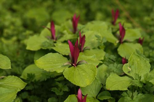 Trillium kurbayashii - Wiecher Huisman