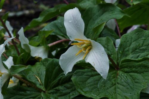 Trillium ovatum - Wiecher Huisman