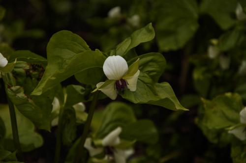 Trillium rugellii - Wiecher Huisman