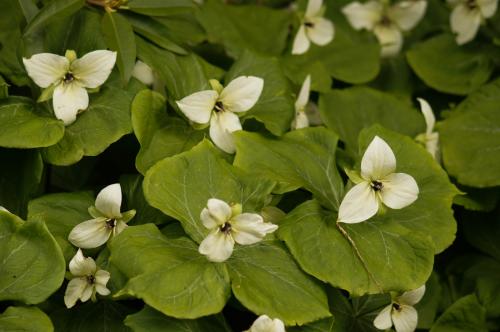 Trillium simile - Wiecher Huisman