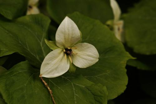 Trillium simile - Wiecher Huisman