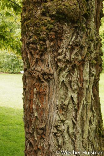 Ulmus minor Pumila' Poort Bulten