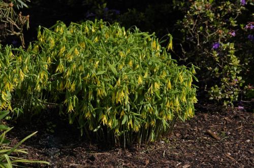 Uvularia grandiflora - Wiecher Huisman