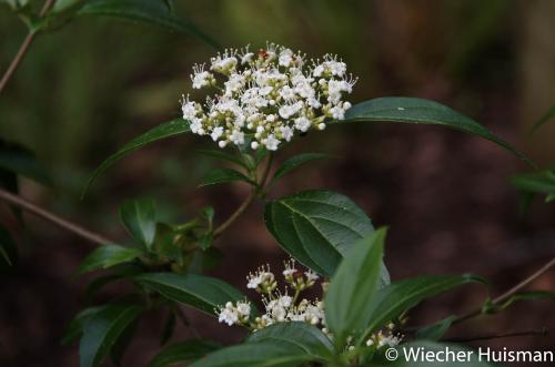 Viburnum foetidum var rectangulatum