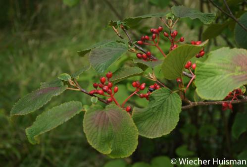 Viburnum furcatum Westonbirt