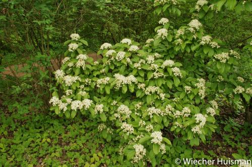 Viburnum sieboldii 1