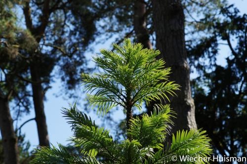 Wollemia nobilis Westonbirt
