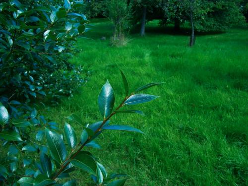 Quercus laurifolia - Wiecher Huisman