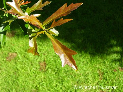 Quercus nigra 'Beethoven' - Wiecher Huisman