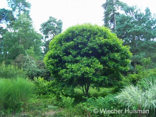 Quercus palustris 'Compacta' - Wiecher Huisman