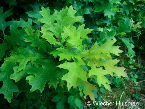 Quercus palustris 'compacta' - Wiecher Huisman