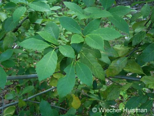 Quercus scholtkiana - Wiecher Huisman