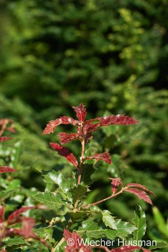Quercus spp. - Wiecher Huisman