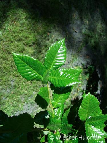 Quercus tomentella - Wiecher Huisman