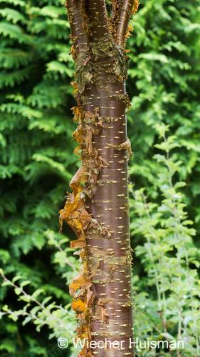 Syringa pekinensis - Wiecher Huisman