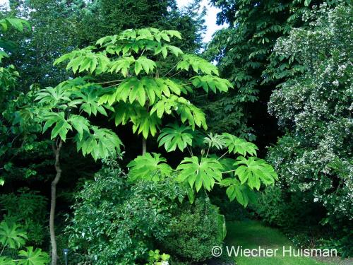 Tetrapanax 'Rex' (Alain Bloom) - Wiecher Huisman