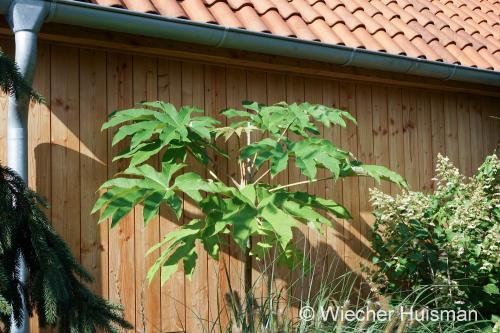 Tetrapanax papyrifer 'Rex' - Wiecher Huisman